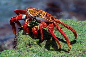Rudý lávový krab v celé kráse